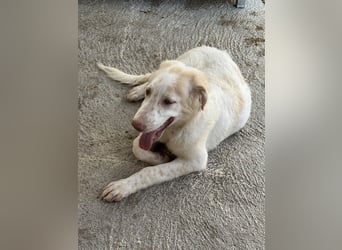 Milo: völlig überfordert im Tierheim