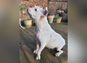 Diva sucht tierfreie Zone