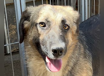 KORA❤️sanfte Seele sucht sehnsüchtig ein liebevolles Zuhause & Geborgenheit