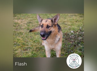 Flash – Dein Partner mit der kalten Schnauze