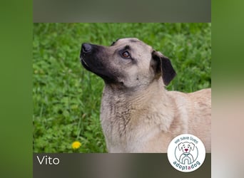 Vito: Junghund sucht ein Zuhause