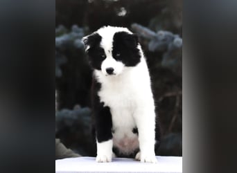 Yakutian laika / Yakutskaya Laika puppies