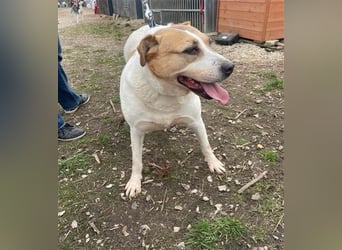 Lilly – abenteuerlustiger Sonnenschein sucht ihre Herzensmenschen