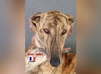 !!NOTFALL!!Atlas/Ramos,geb.06/20,fröhlicher Galgo sucht seine Familie