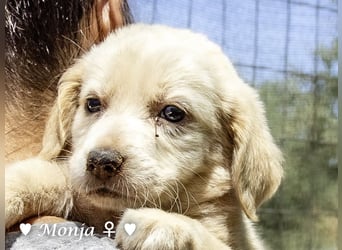 Millie, Marla, Mona und Monja (reserv.) suchen ab Mitte September ein Zuhause