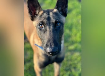 Salva, perfekter Malinois der einfach nur gefallen will