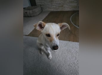 Josie