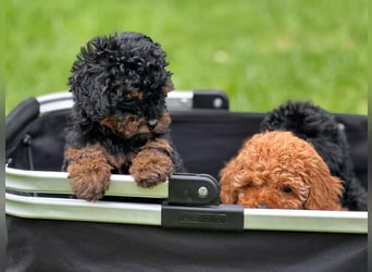 - „Wunderschöne Toypudel-Welpen mit asiatischer Linie suchen liebevolles Zuhause!“