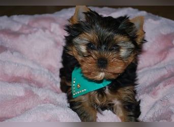 wunderschöne kleine dunkelbleibende Yorkiewelpen  Yorkshireterrier mit Papieren