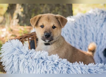 Chip 240683: Hundekind sucht ein Zuhause