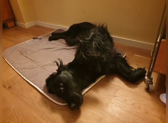 C - Wurf Flat Coated Retriever 2025
