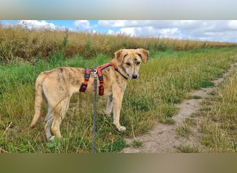 Pupcake Nala sucht ihre Familie