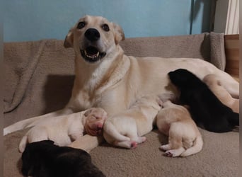 Wunderschöne Labrador-Mix Welpen