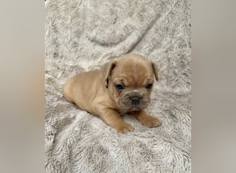 Gesunde Sportliche Französische Bulldoggen aus Familienzucht!