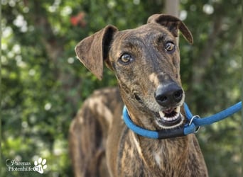 Elonia - auch für Galgoanfänger geeignet