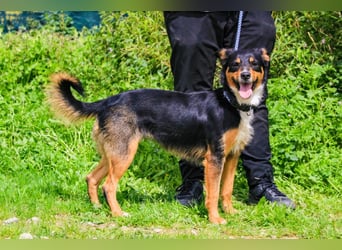 Jackie, Mix Jack Russel Terrier / Border Collie