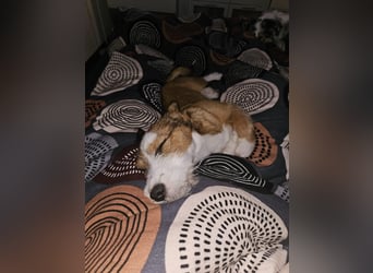 Luigi, kleiner Racker