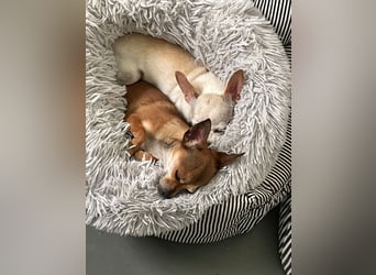 SOPHIE und KAAMI ❤️ 2 Chihuahua Seelen, Pflegefamilie Bochum