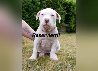 Einzigartige Bully Welpen