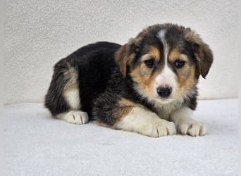 Nuki, eine von 7 zauberhaften Hundekindern