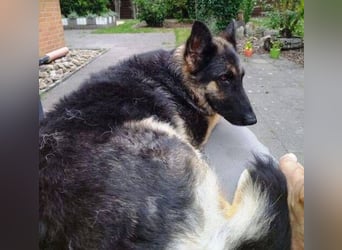 LIZA Collie-Schäferhund Mix