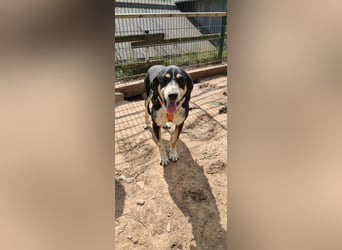 Kyro - auf Pflegestelle in der Eifel