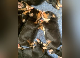 Wunderschöne Swissydog-Welpen mit Papieren - THERAPIEBEGLEITHUNDGEEIGNET