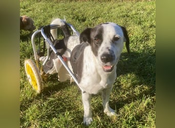 Rollihund FELIX - der hübsche, lebensfrohe Rüde sucht ein liebevolles Für-Immer Zuhause