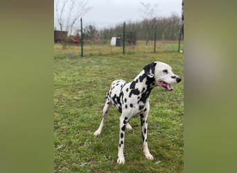 Dius, 3 Jahre, 57cm sucht ihr Körbchen