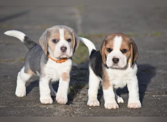 Wurferwartung !  Beaglewelpen m.P.