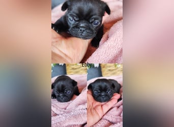 Mops Altdeutsche Mopszucht
