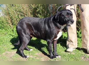 Josephine, Labrador-Mix, lieb und sozial