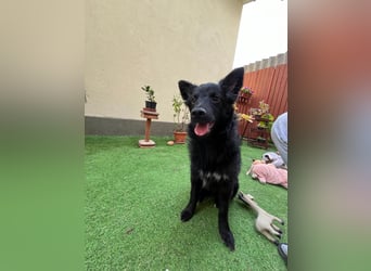 Fiona SR– Kleine Entdeckerin sucht liebevolles Zuhause