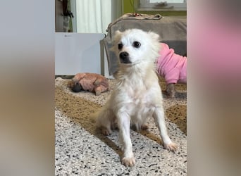 Tiffy SR - Kleiner Sonnenschein sucht seine Menschen!