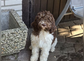 Lagotto Romagnolo Welpen, 4 Hündinnen suchen ein Zuhause