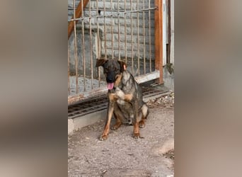 Buddy❤️ - sanfter Kerl mit dem großen Herz sucht seine Menschen