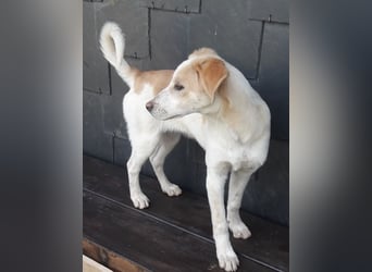 Timo, bereits auf PS in DE, sucht liebevolle Familie!