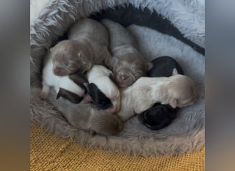 Chihuahua Welpen reinrassig Rüde