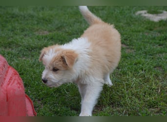 Kleiner Kiwi sucht sein Zuhause