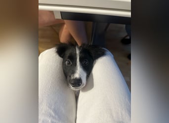 Loki – kleiner Abenteurer mit großem Herz sucht sein Für-Immer-Zuhause