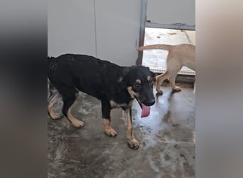 Liberotto: süßer Fratz sucht dringend Kuschelplatz