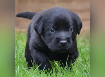 Reinrassige Labradorwelpen (Arbeitslinie)drei schwarze Mädels suchen ein schöne Zuhause