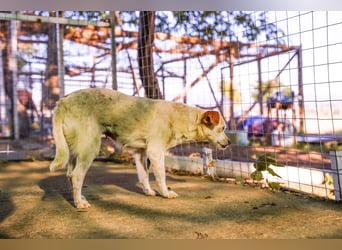 Adela – kleine Hundedame sucht ihr erstes richtiges Zuhause