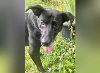 Liebenswerter Bean sucht seine Menschen