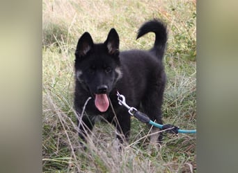 Eurasier - A. Malamute Nord-Hybrid Welpen suchen ein liebevolles Zuhause