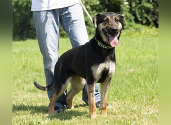Eszti wurde ins Tierheim zurückgebracht, weil ihre Halter sie nicht auslasten konnten !