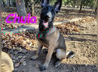 Chula geb. 04/2025 (ESP) - sportliche und aktive Malinois Welpin!
