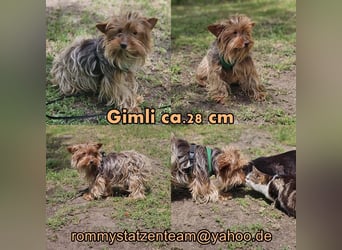 Gimli sucht ein einfühlsames Zuhause