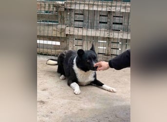 ⭐️COBI⭐️, Rüde, 7 Jahre, 50 cm, Mischling, Tierschutz