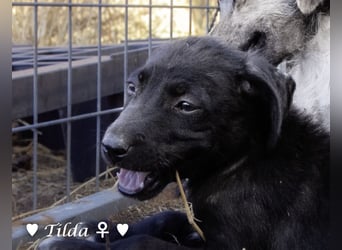 Teddy und seine Geschwister suchen ab September ein Zuhause